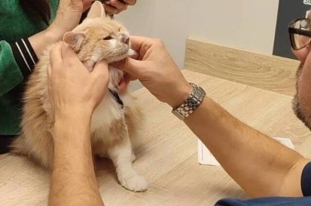    Кошку должны прооперировать на этой неделе. Фото: Приют для кошек "Матроскин"