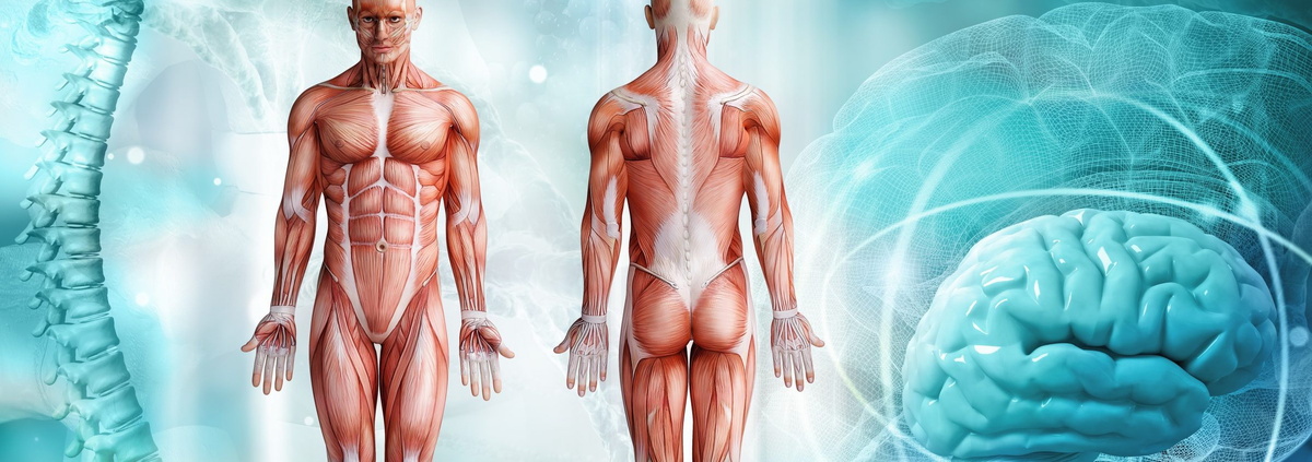 Влияние упражнений йоги на тело...