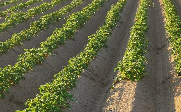    Картофельные агродроны против ложной мучнистой росы проходят полевые испытания в Испании