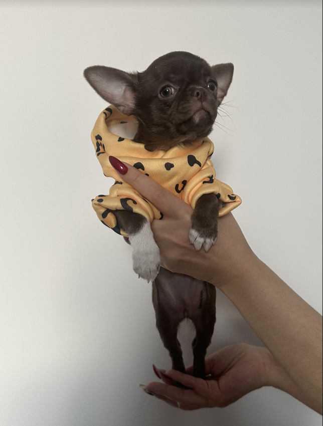 Бусинка (Бьюти Браун)