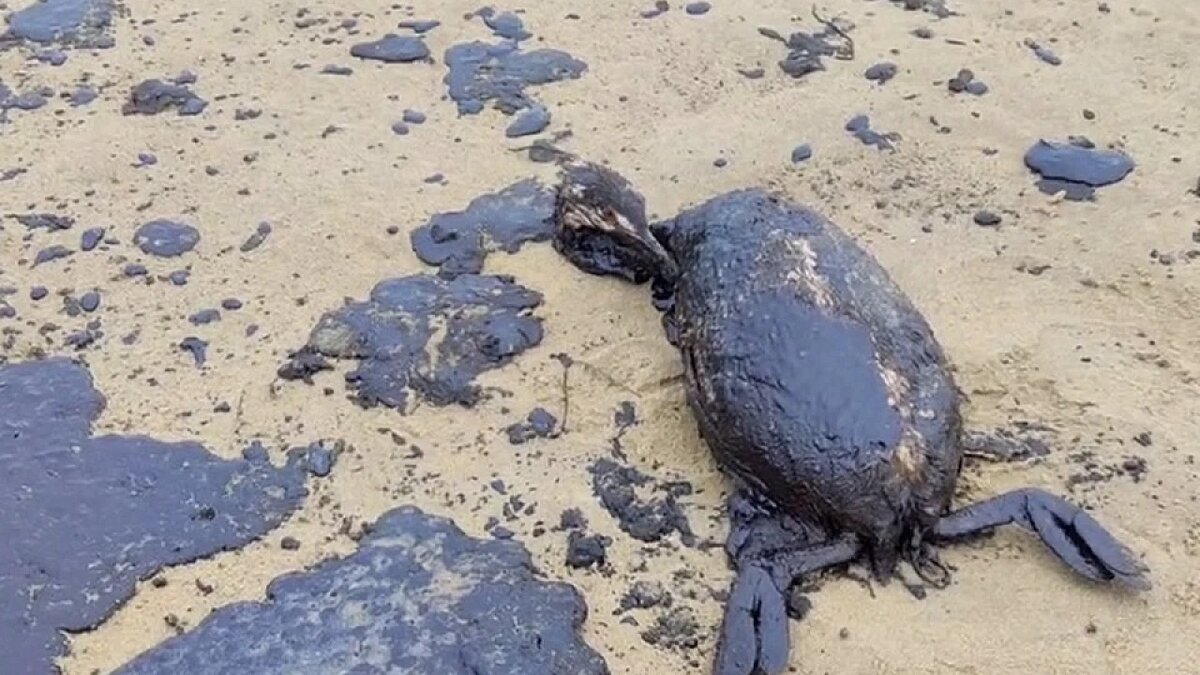    Фото: скрин видео («КП»-Кубань»)