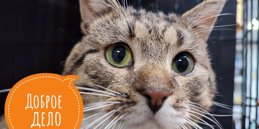 Почему приюты отказывают людям, желающим сделать «доброе дело»?