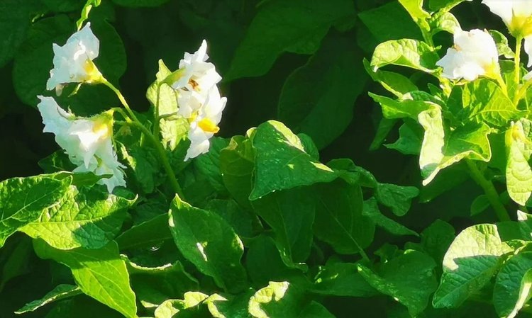    Как вырастить картофель из семян с собственного огорода