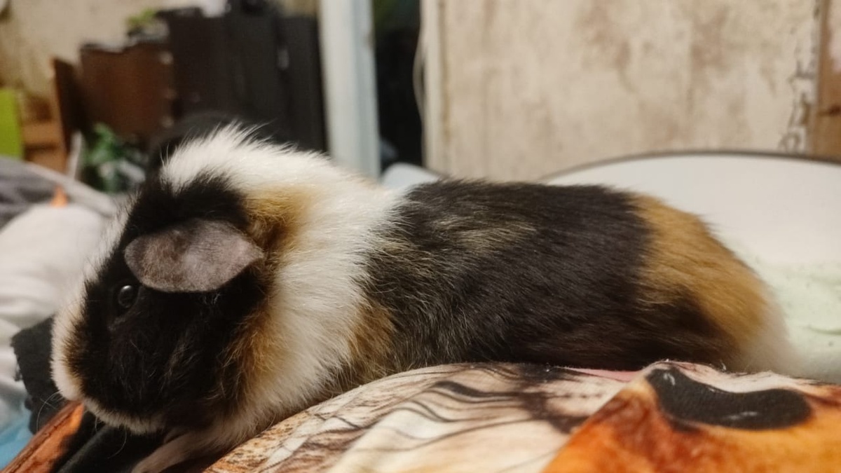 Наш свин. Фото сына