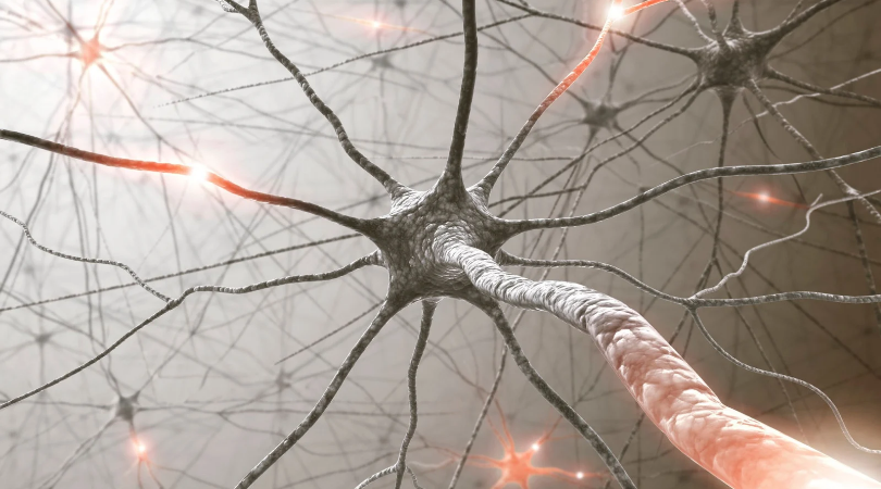 Блуждающий нерв (nervus vagus) — десятая пара черепных нервов, идёт от мозга к брюшной полости. Иннервирует органы головы, шеи, грудной и брюшной полостей. Содержит двигательные, чувствительные и вегетативные нервные волокна.