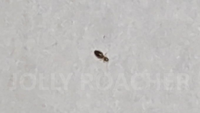 Черный сеноед из городской квартиры