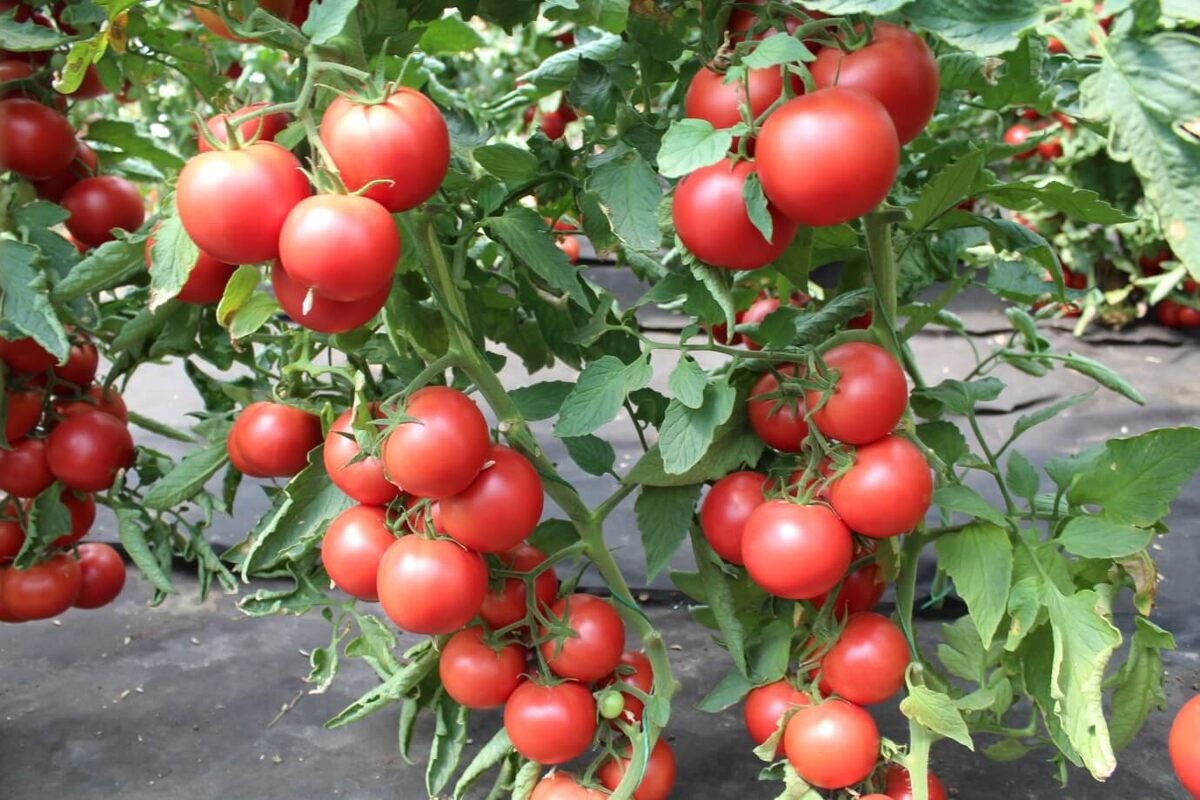 Разве не красота?