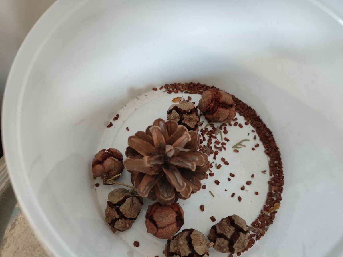 Все шишки раскрылись, все семена перемешались