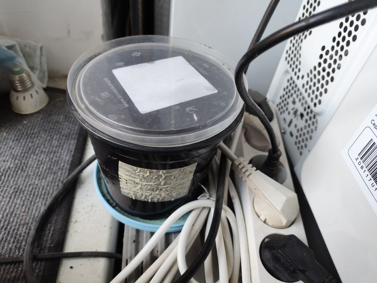 Посадила под крышечки прозрачные