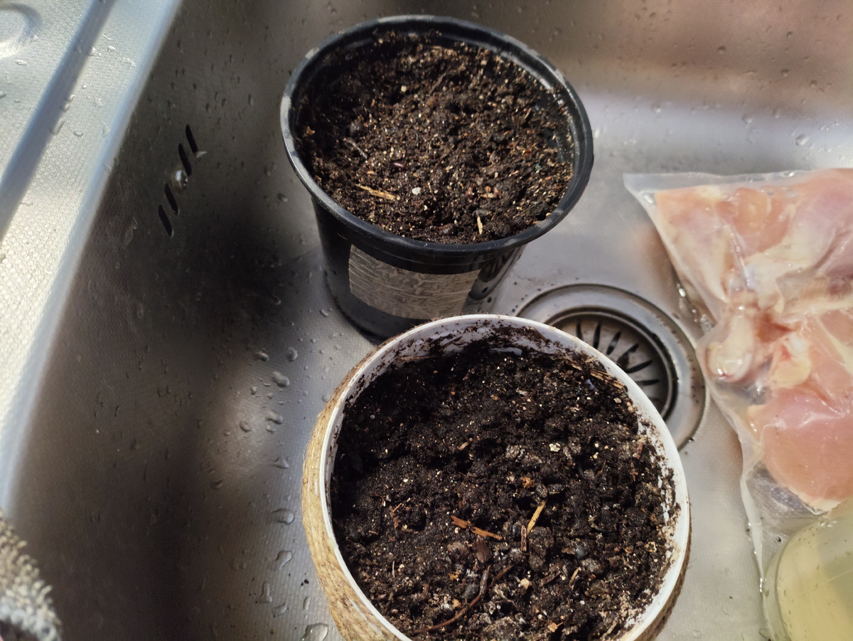 Пришлось очень долго размачивать пересохшую землю в горшках