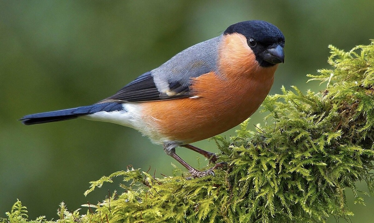    Снегирь в летнем лесу. Теперь вы видели все! Источник изображения: dzen.ru