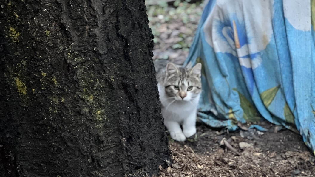    Фото: Царьград