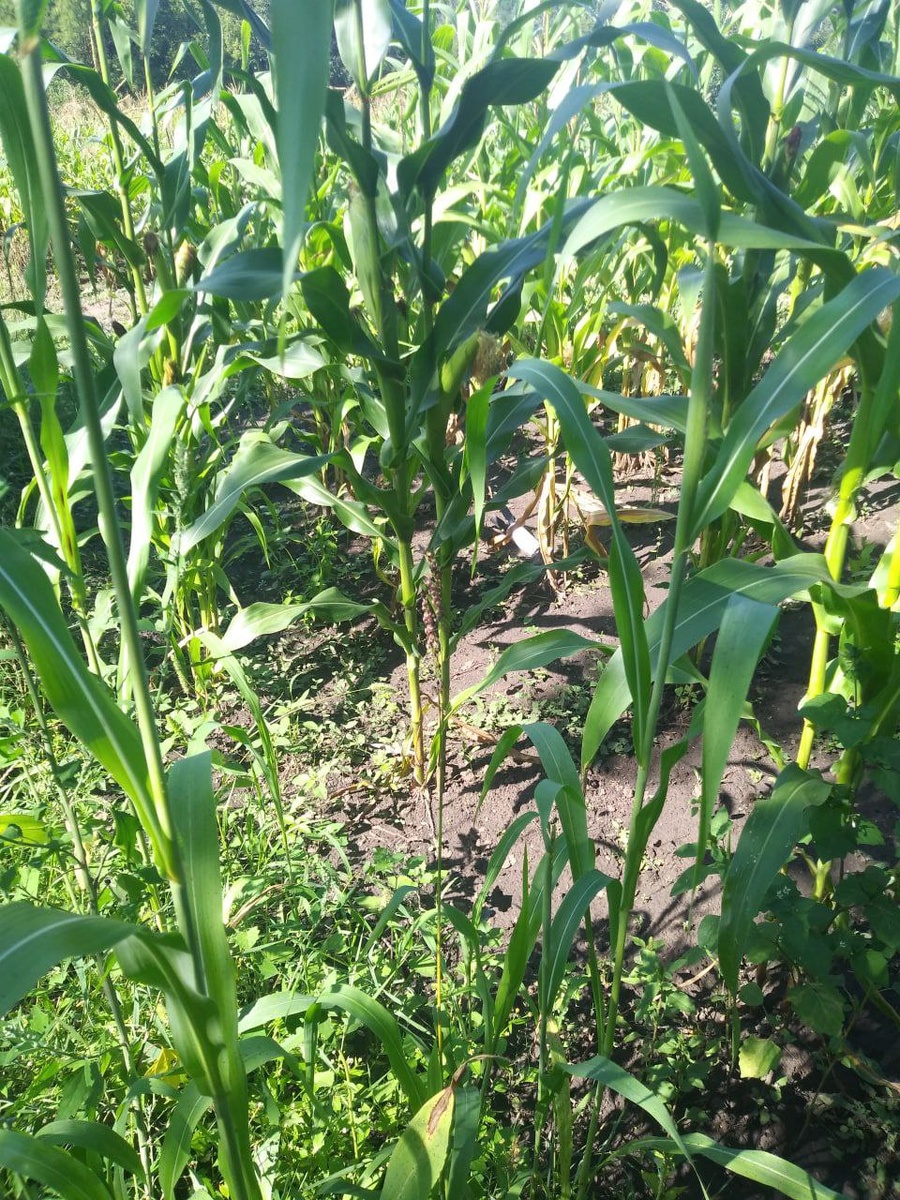 листайте фото