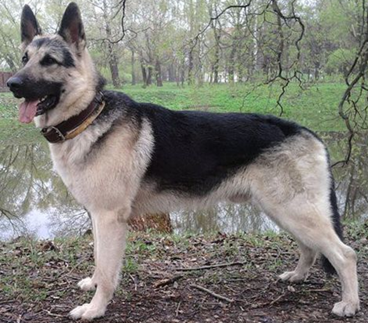 Источник https://ru.pinterest.com/pin/642466703120242328/