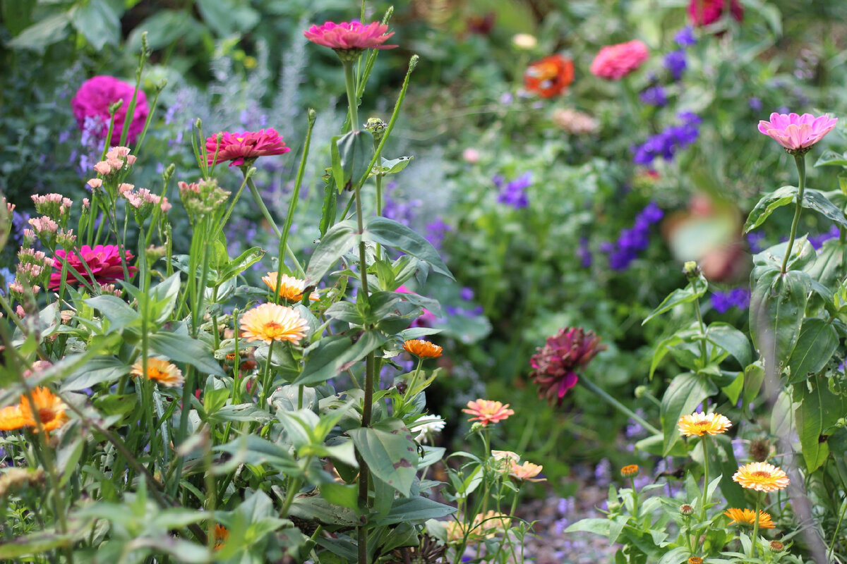 Цинния и кадендула