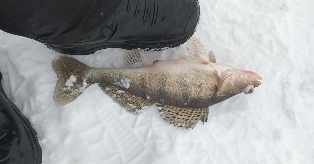 Крупный берш. Фото Рыбалка в Поволжье Дзен