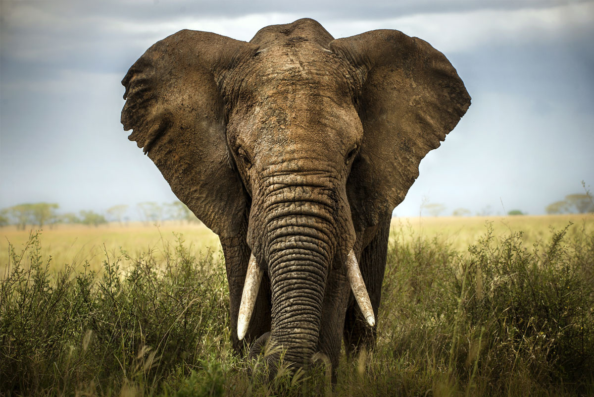 Слон. Фото взято из открытого источника Яндекс Картинки.