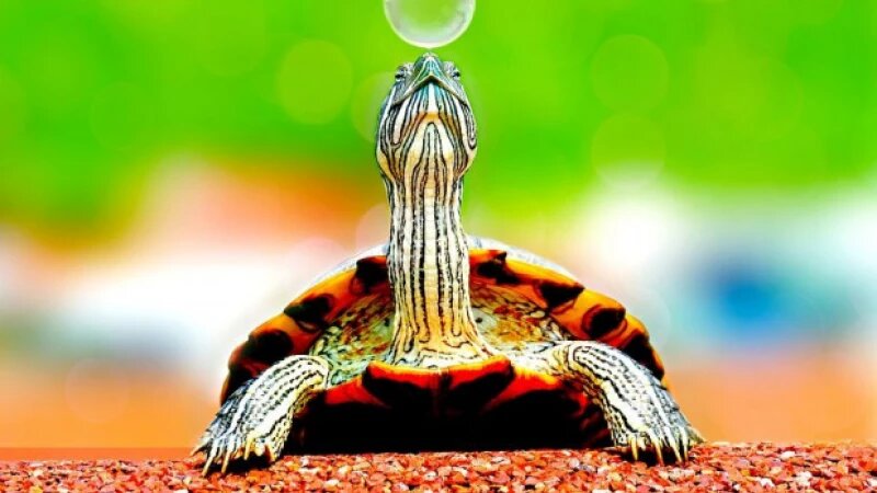     Черепаха. CC0.