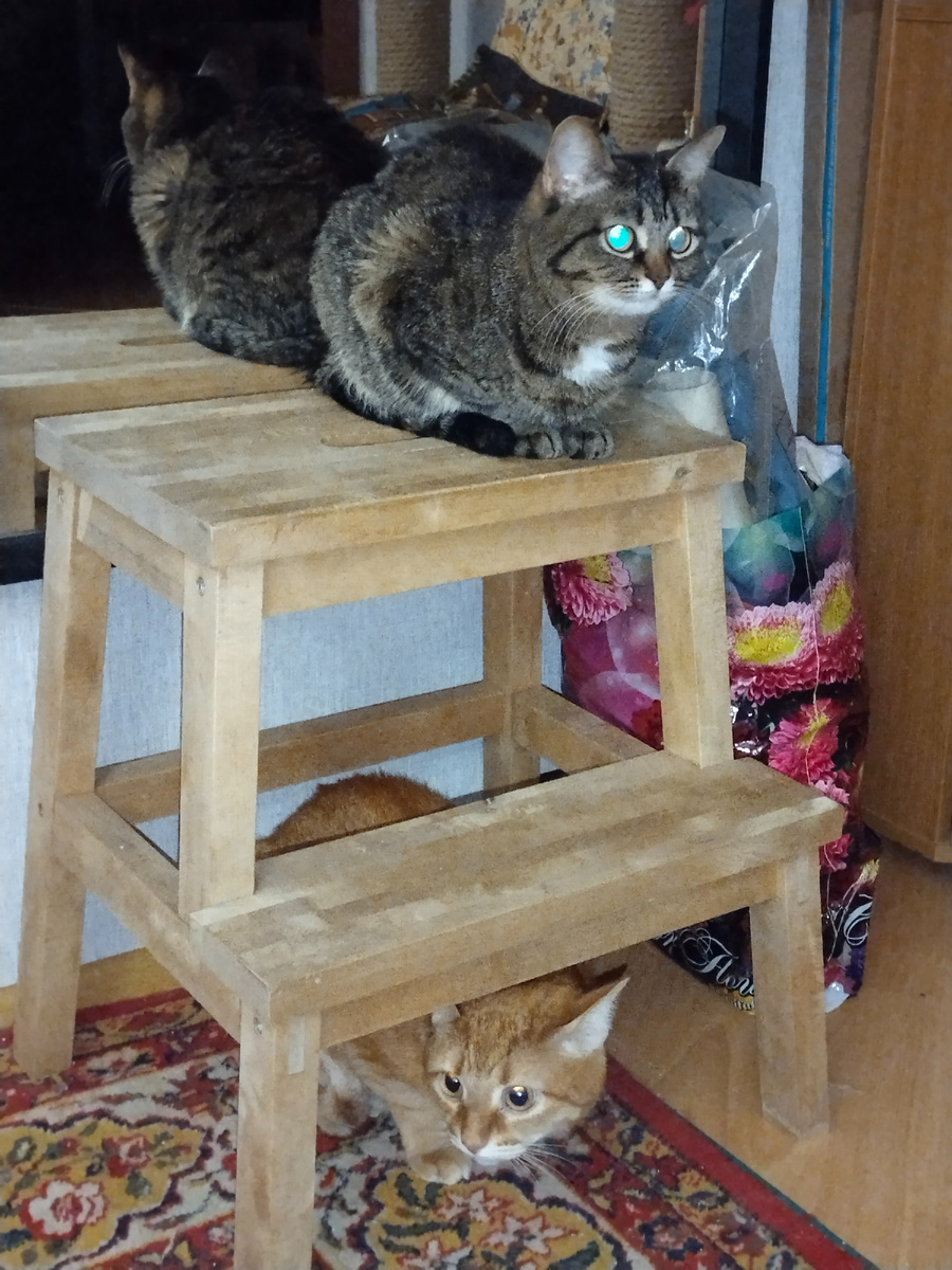 Хорошо быть кисою! Спи, играй, ешь, ходи на горшочек, украшай собою мир. Вот жизнь! :)