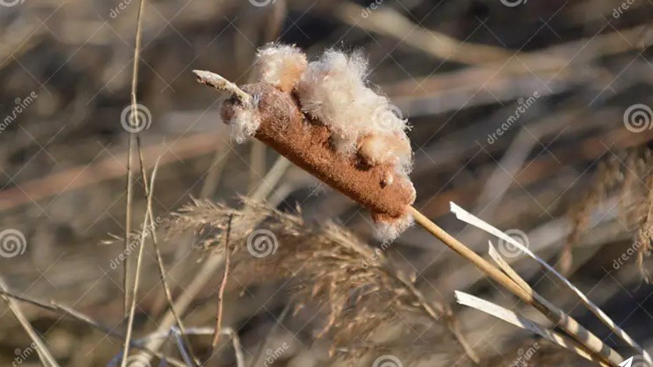 Рогоз начинает пушиться - фотосток