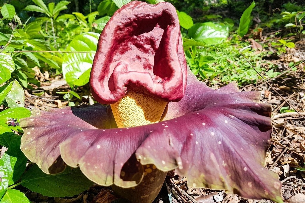 Соцветие по размерам тоже слоновое...