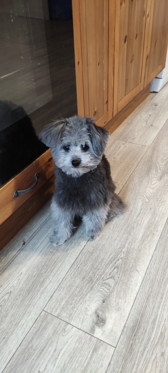 Носик пуговка