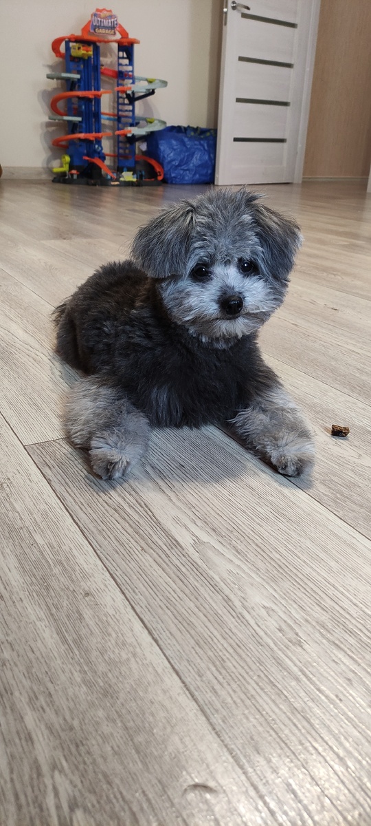 Как плюшевая игрушка