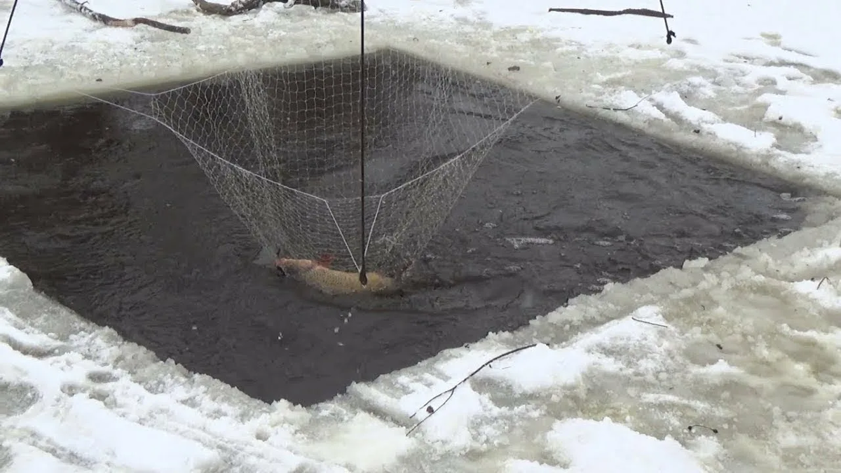 Фото с сайта: https://avatars.mds.yandex.net