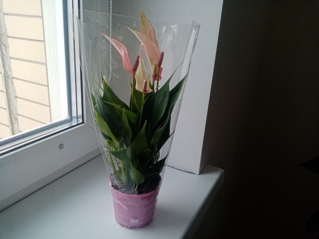 Подарочный экземпляр. Фото автора