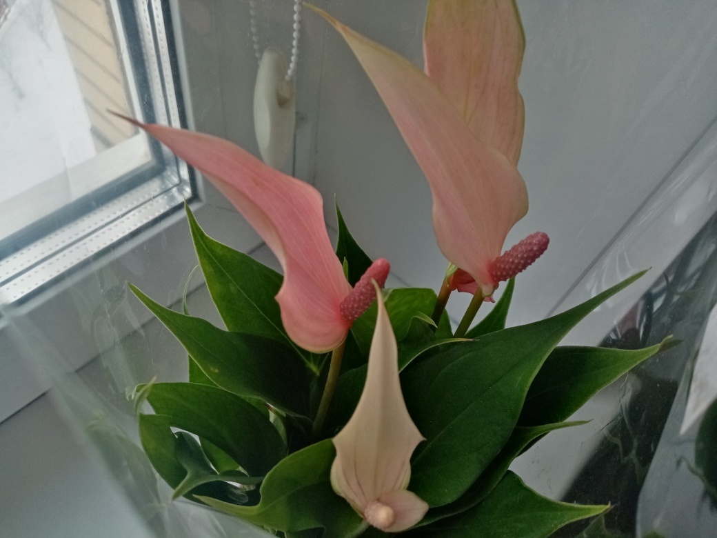 Нежное цветение антуриума Лили. Фото автора