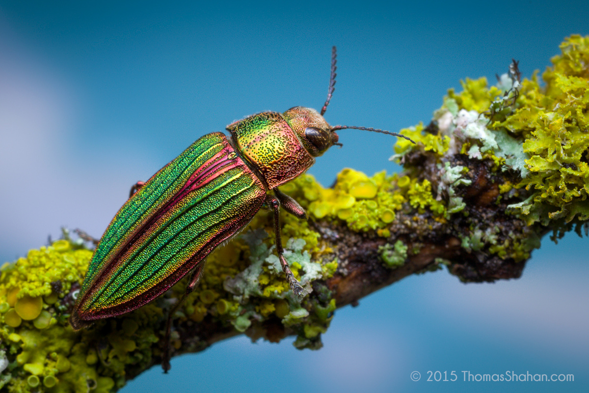 Фото: Thomas Shahan / Flickr.com