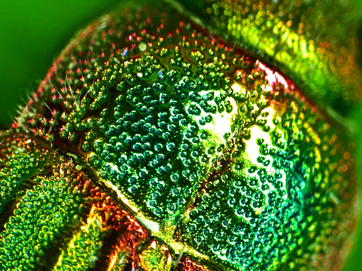 Фото: Genevieve Shank / Flickr.com