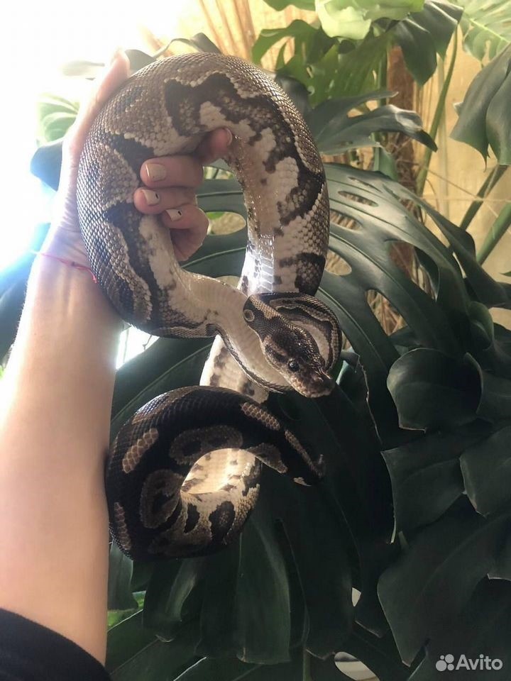    Перед Новым Годом активизировались продавцы живого символа 2025 — змей