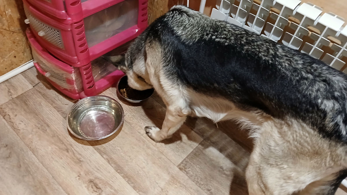 Утром Эбби ест сухой корм