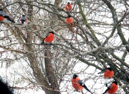 Фрукты созрели, готовы к срыву.