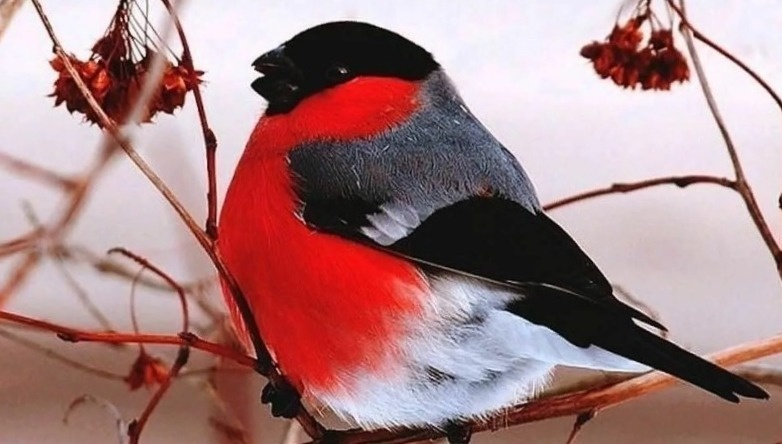 Маскировка 1000-го уровня!