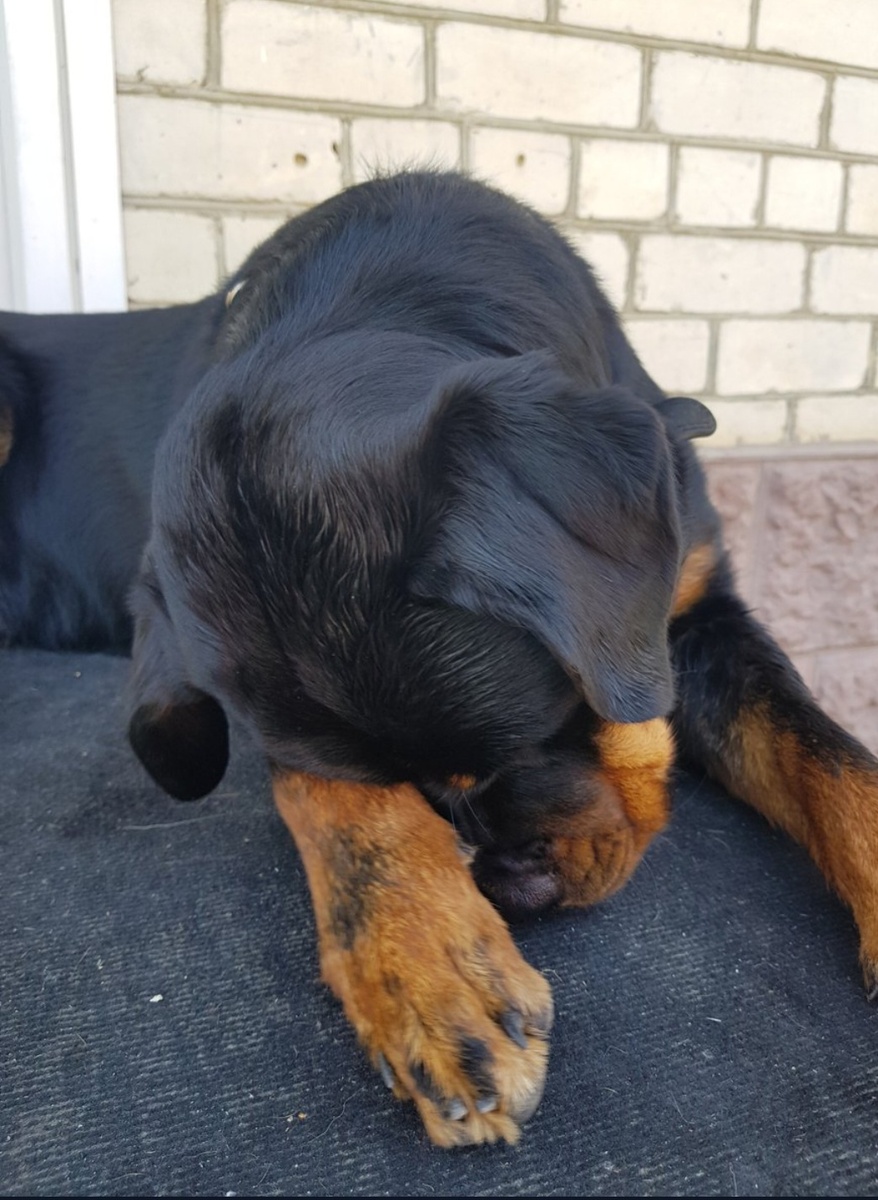 Не подумайте, что Берту мучает совесть. Просто глаз зачесался.😂