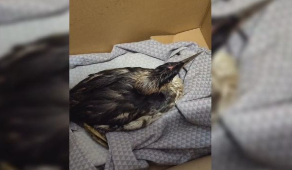     Птица. Источник: vestivrn.ru Автор фото: ВГТРК "Вести Воронеж"