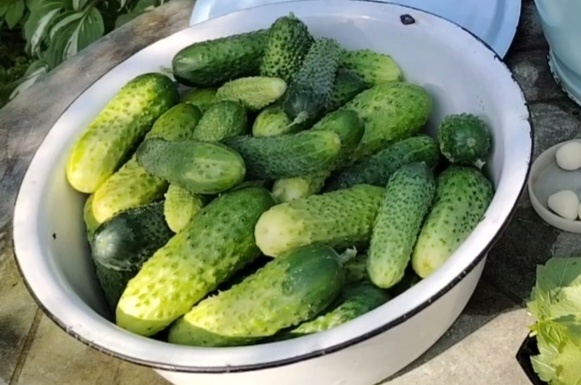 Огурцы для засолки. Фото автора канала