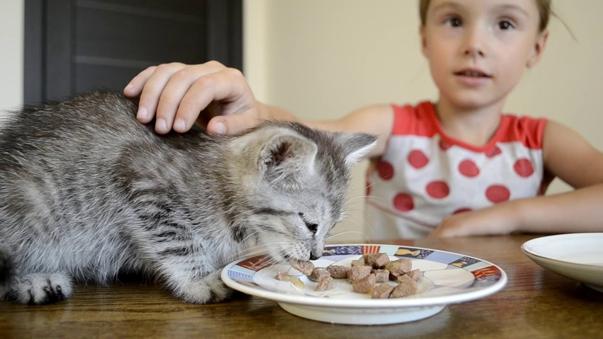 Кот на столе