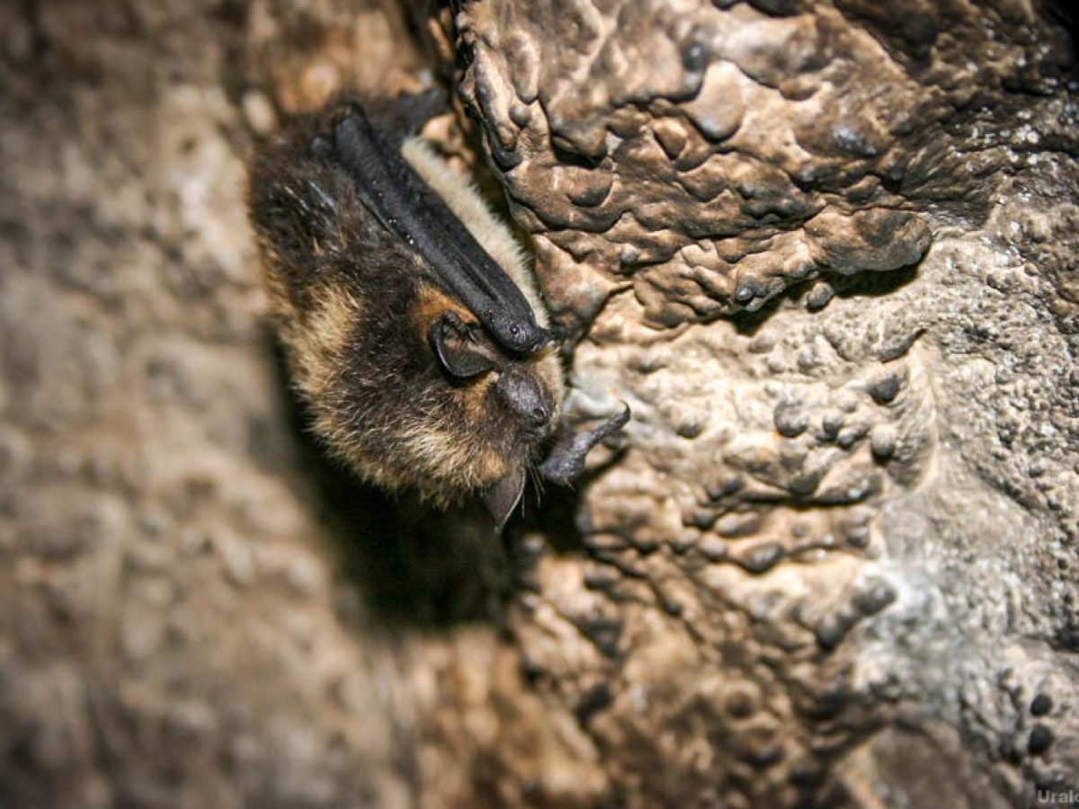 Фото: uraloved.ru