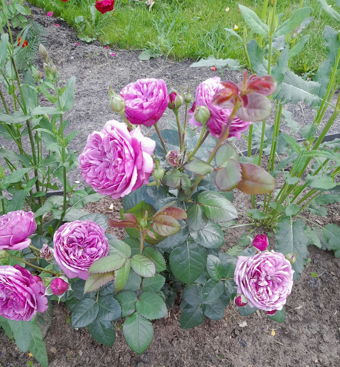 Первое цветение