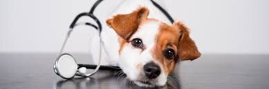 источник: https://vet.4lapy.ru/news/pravila-pervoy-pomoshi/