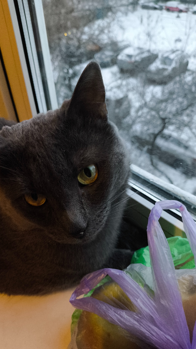 Кот моей тети. Знатный бандит)))