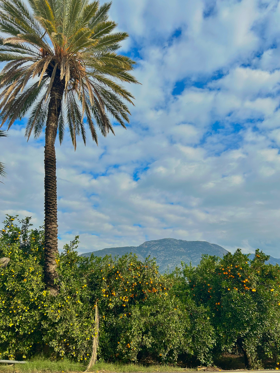  Пальма и апельсины. Турция. Аланья.