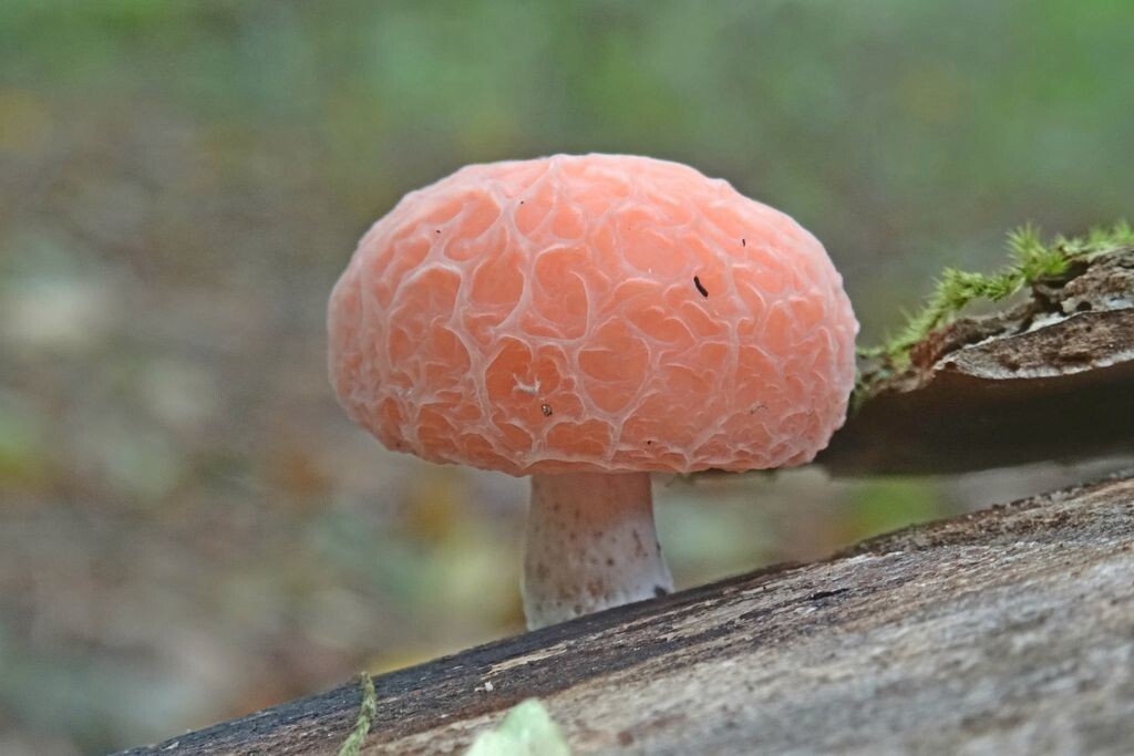 Вот он, наш герой. Этот с юга; у нас не такие красивые (фото пользователя Марго)