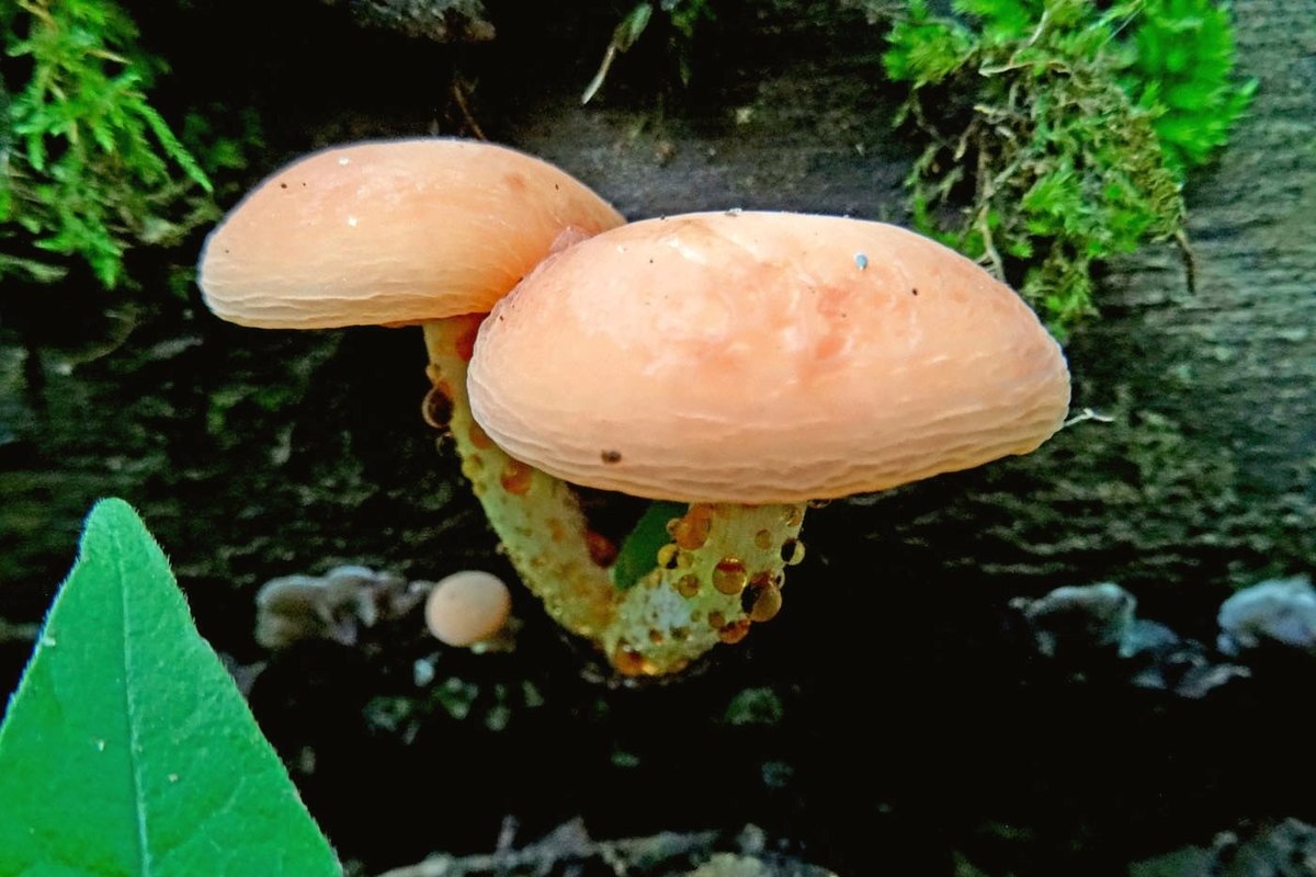 Капли на ногах - это грибы так избавляются от излишков влаги (фото пользователя Марго)