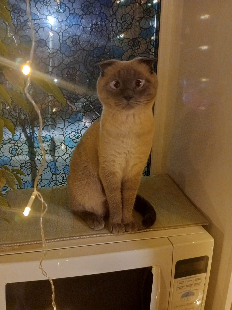 Добрый вечер