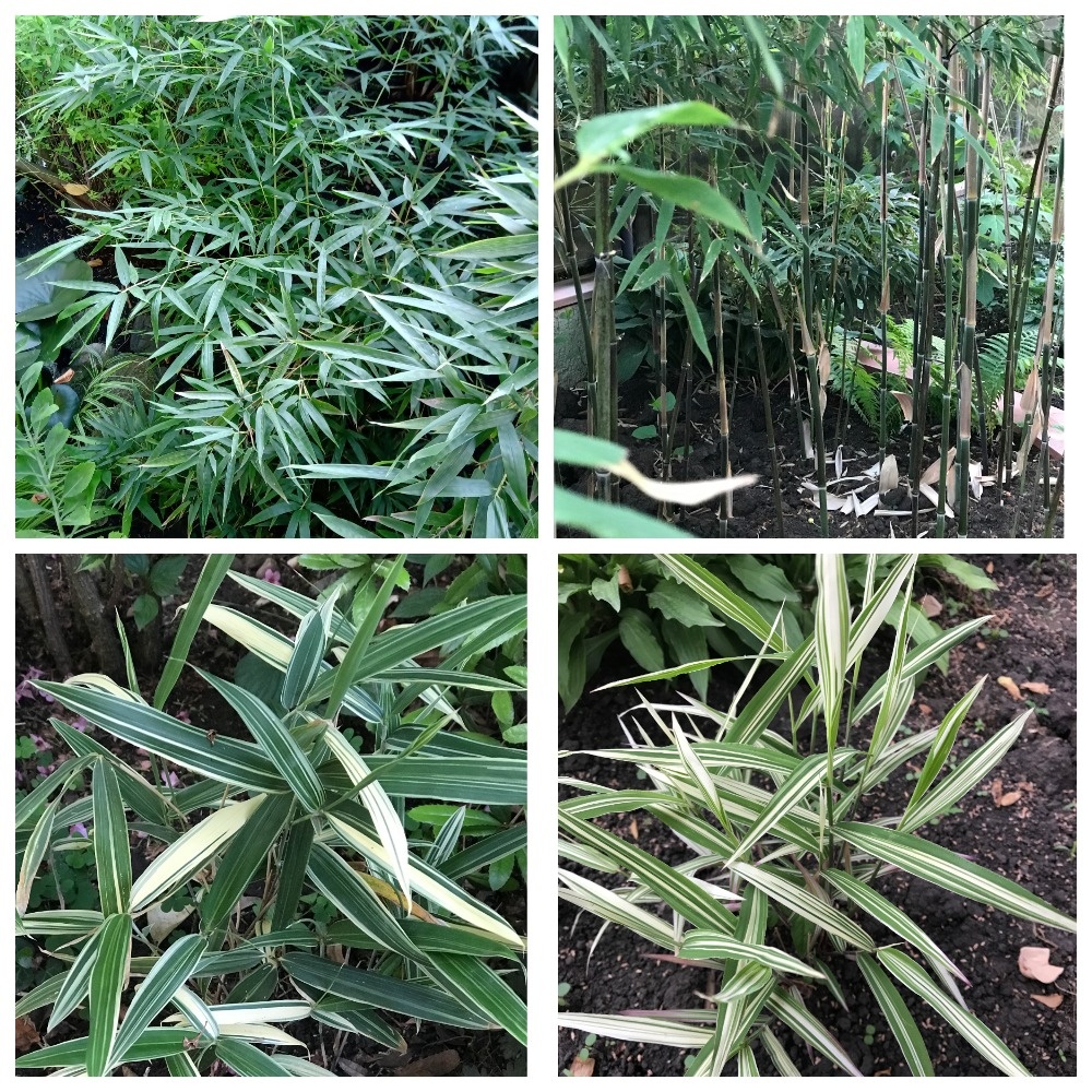 Бамбук, который рстет у нас в саду