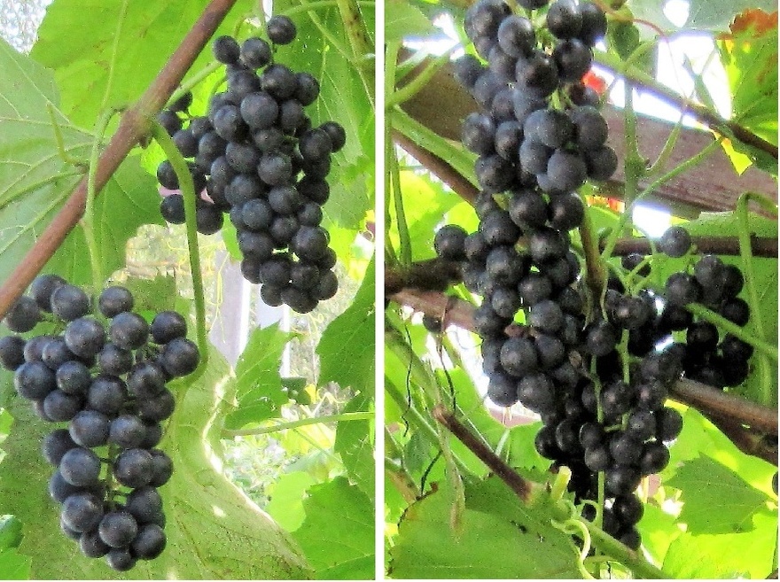 Гибридные формы Брат 1 и Брат 2